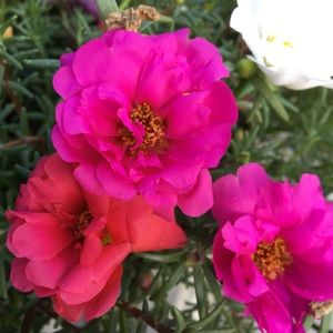 Meet your Posher, Amrit